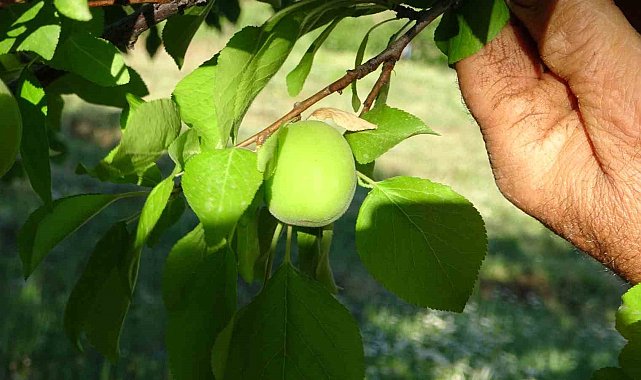 Erik ağacında yetişen kayısı görenleri şaşırtıyor