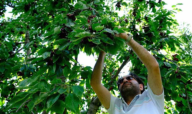 Erzincan'da dalları bastı kiraz