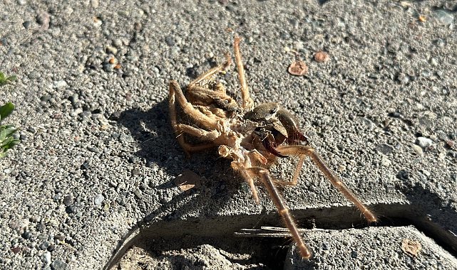 Erzincan'da havaların ısınmasıyla 'Sarıkız' örümceği ortaya çıktı