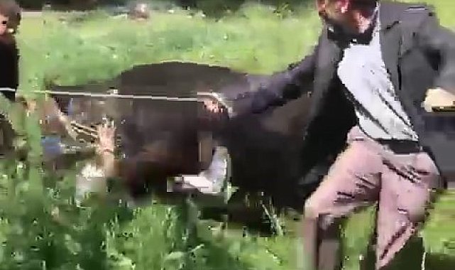 Erzurum'da kaçan kurbanlık iki kişiyi yaraladı