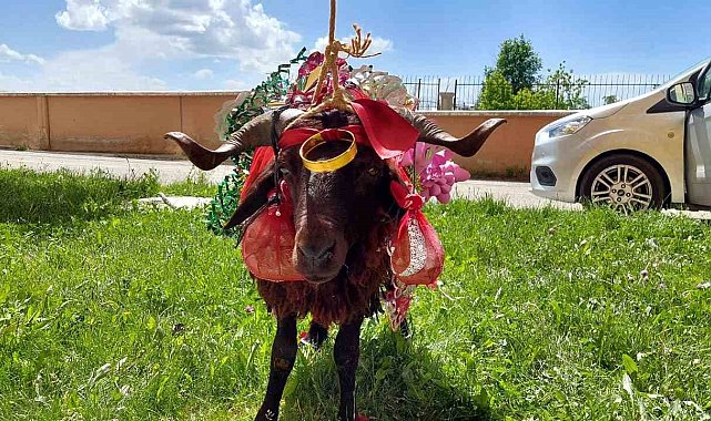 Erzurum'da kurbanlık koçlar gelinler için süslendi