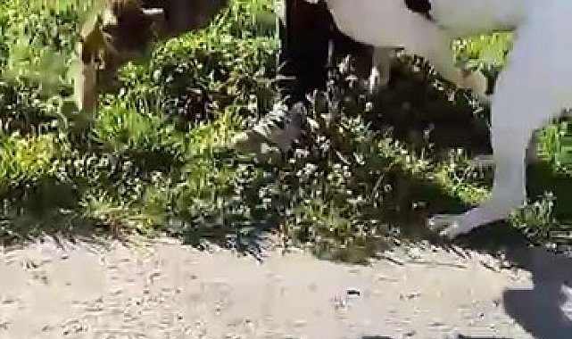 Esenler&#039;de pitbull dehşeti kamerada: Saldırdığı kediyi adeta parçaladı