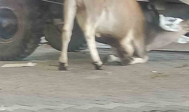 Esenyurt'ta bayram günü korkutan yangın