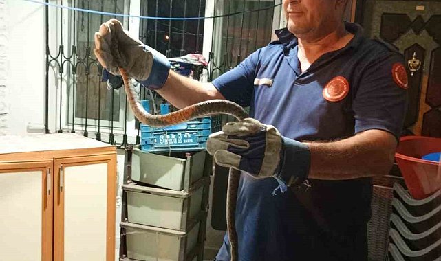 Eve giren yılan itfaiye ekipleri tarafından yakalandı