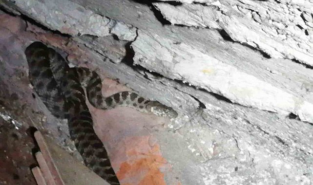 Eve giren yılan itfaiye ekipleri tarafından yakalandı