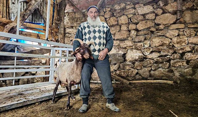 Fikir sahiplerini ikiye bölen soru: 4 boynuzlu koçun durumu "Alo Fetva 190" hattına soruldu
