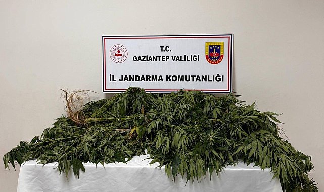 Gaziantep'te 158 kök kenevir bitkisi ele geçirildi: 4 gözaltı