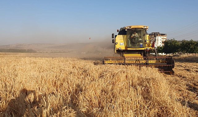 Gaziantep'te arpa ve buğday hasadı başladı