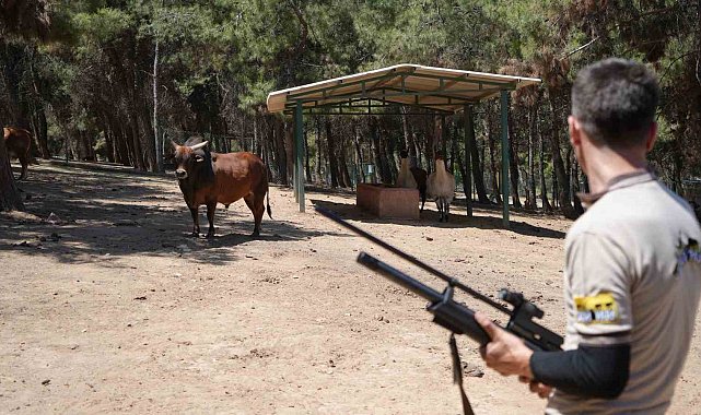 Gaziantep'te kurban yakalama timi bayrama hazırlanıyor