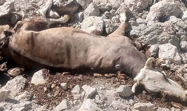 Gazipaşa'da yaylada inek ve buzağısı kurtlar tarafından telef edildi