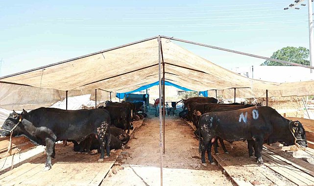 Gebze'de kurban satış alanı hazır