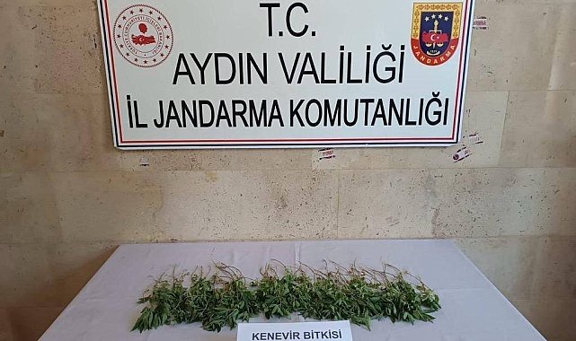 Germencik'te 25 adet hint keneviri ele geçirildi