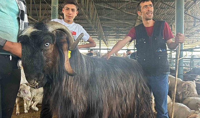 Haber olan 'Karaoğlan' yurt dışına satıldı
