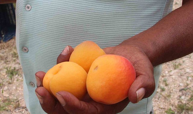 Hal Başkanı Zeki Cüce: "Denetimler kayıt dışını önledi"