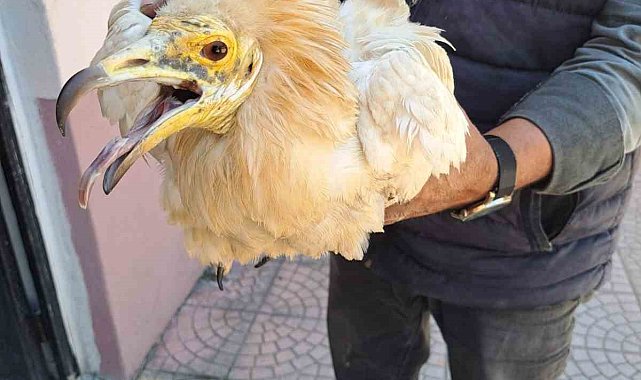 Halsiz halde bulunan 'Küçük Akbaba' tedavi altına alındı