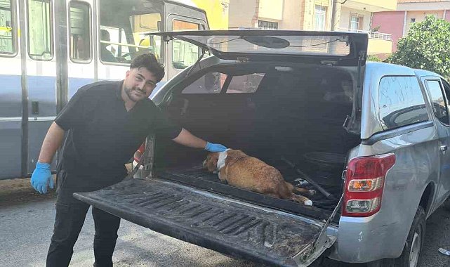 Hamile köpeği tanımadıkları evin önüne terk edip kaçtılar