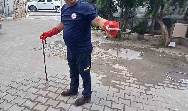 Hatay'da kız öğrenci yurduna giren yılan çıkarıldı