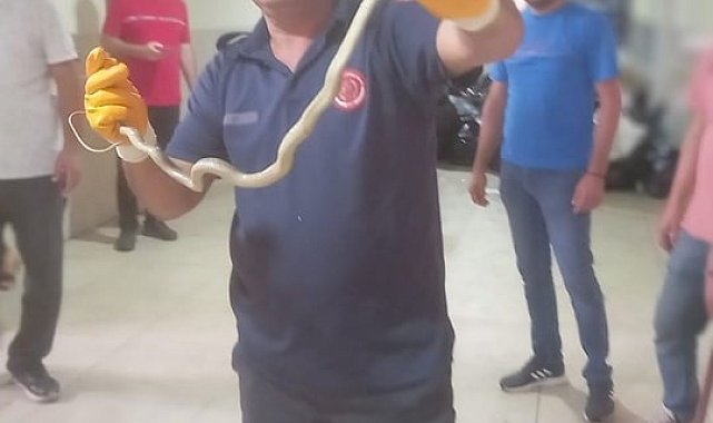 Hatay'da okula giren yılan itfaiye ekipleri tarafından yakalandı
