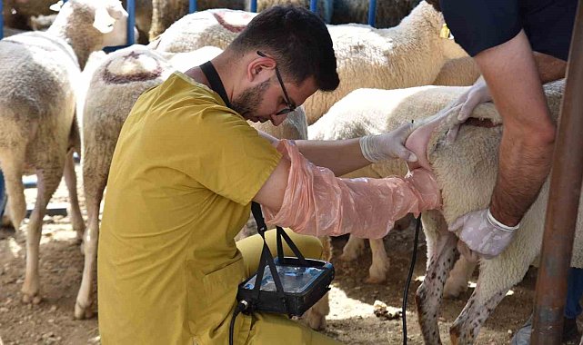 Hayvan pazarında satışa çıkan hayvanlara gebe testi yapıldı