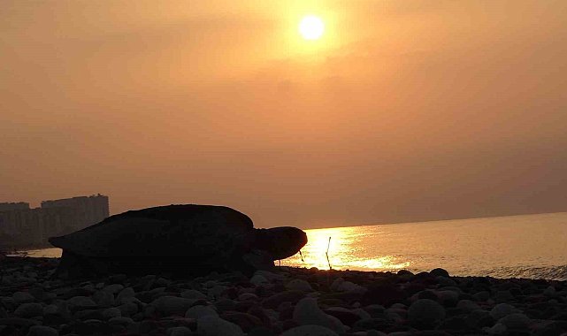 Her yıl binlerce yavru çıkıyor: Deniz kaplumbağaları yumurta bırakmaya başladı