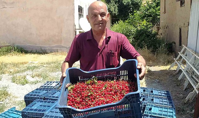 Hisarcık'ta vişne alımlarına başlandı