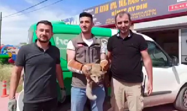 Iğdır'da bakıma muhtaç halde bulunan tilki doğal ortamına bırakıldı