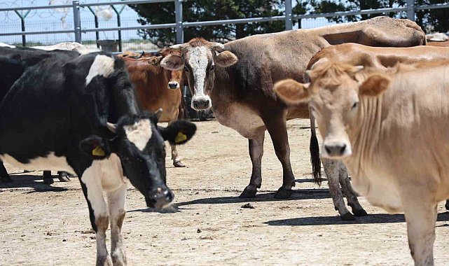 İhtiyaç sahibi aileler için kurbanlıkların kesimine başlandı
