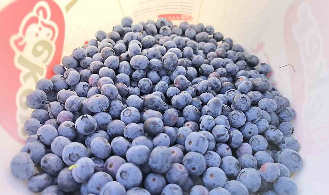 İnegöl'den 5 ülkeye yaban mersini ihracatı