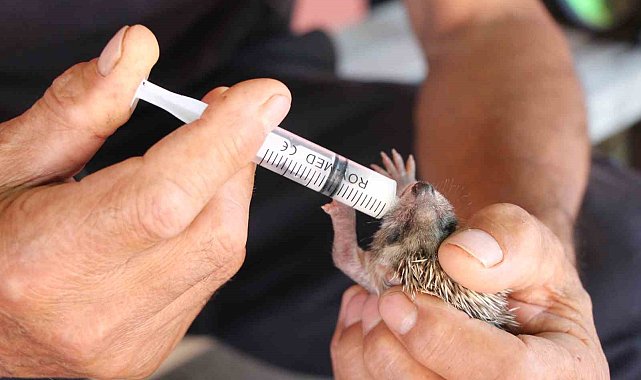 İtfaiye eri, annesiz kalan kirpiyi elleri ile besledi