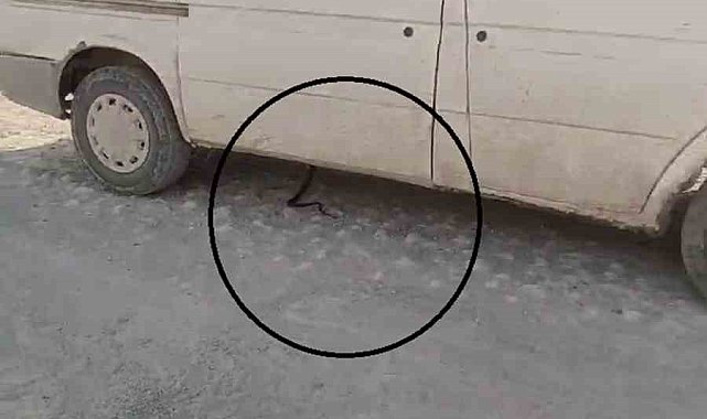 İzleyenleri gülümseten yılan kovalamacası araçta son bulunca yaşanan panik kamerada