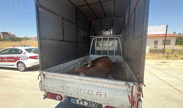 Jandarma kaçak kesildiği belirlenen büyükbaş hayvan ele geçirdi