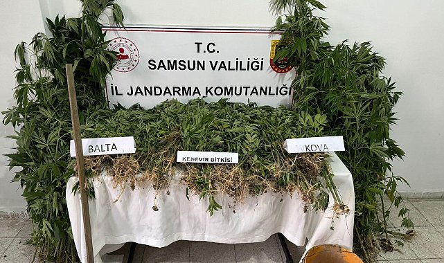 Jandarmadan yasadışı kenevir ekimi yapan şahsa gözaltı
