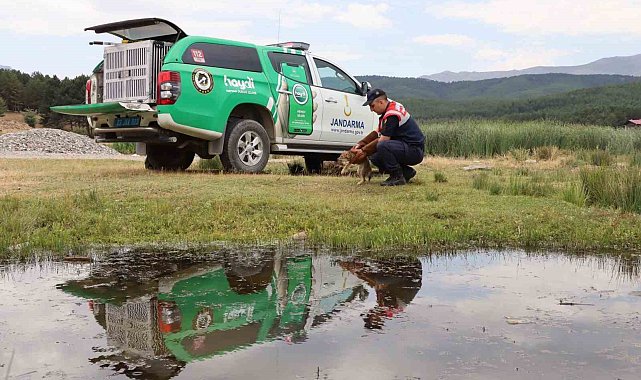 Jandarmanın bulduğu yaralı tilki koruma altına alındı