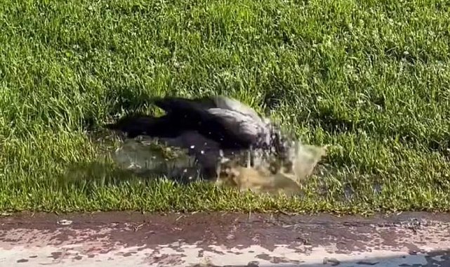 Kadıköy'de sıcaktan bunalan köpekler denize girerek serinledi