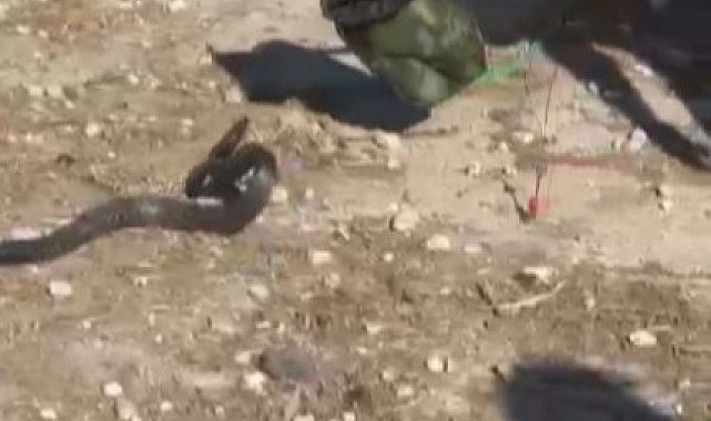 Kahramanmaraş'ta 2 metrelik yılan yakalandı