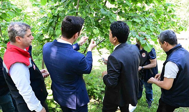 Kahverengi kokarca ile mücadele: Bin avcı arı doğaya salındı