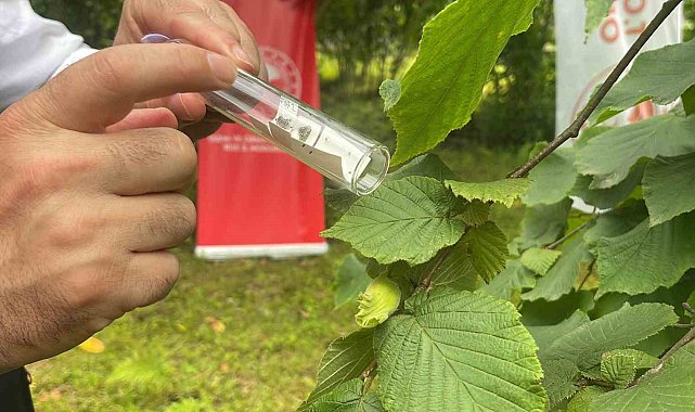 Kahverengi kokarca ile mücadele için doğaya samuray arıcıkları salındı