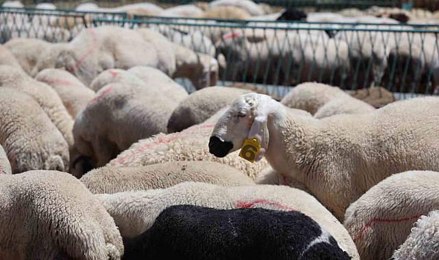 Kaliteli kurban seçmek için uzmanlardan öneri