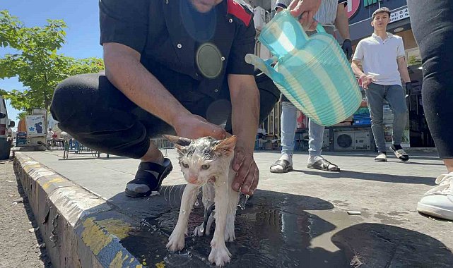 Kaputa sıkışan yavru kedi kurtarıldıktan sonra yıkatılıp süt ikram edildi