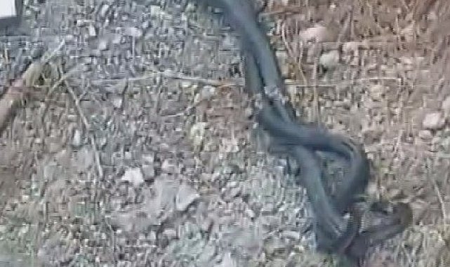Kara yılanların çiftleşme dansı kamerada
