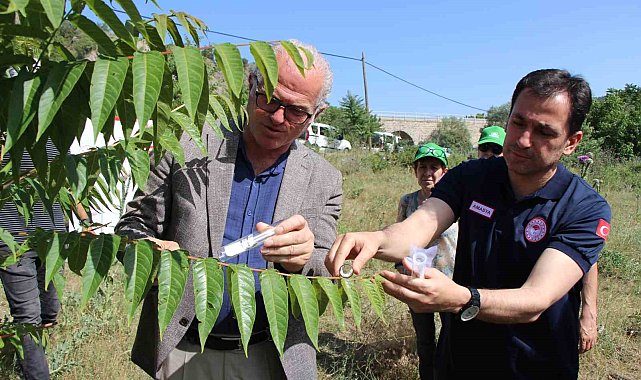 Karadeniz'i kahverengi kokarcadan samuray arılar koruyacak