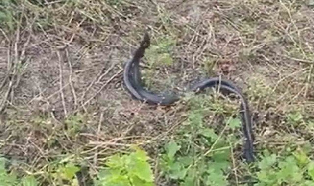 Karayılanların çiftleşme dansı kamerada