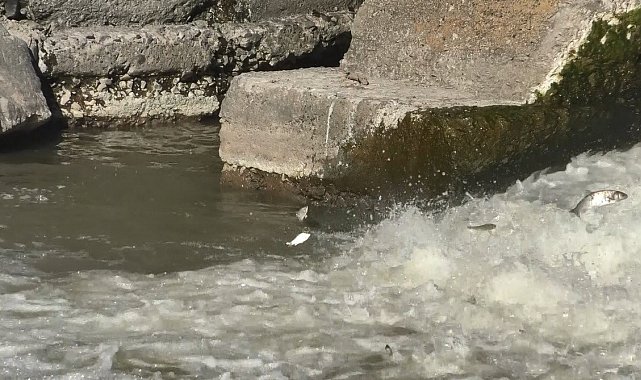 Kars'ta balıkların 'ölüm' göçü