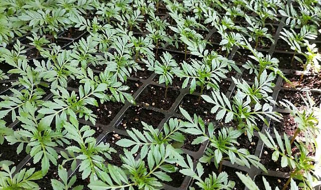 Kars'ta belediye süs bitkisi yetiştiriyor