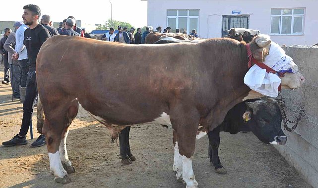 Kars'ta kurban satışları başladı