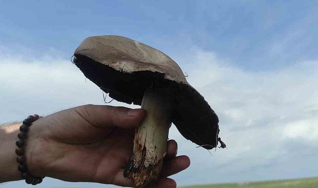 Kars&#039;ta yağışların ardından mantar bereketi