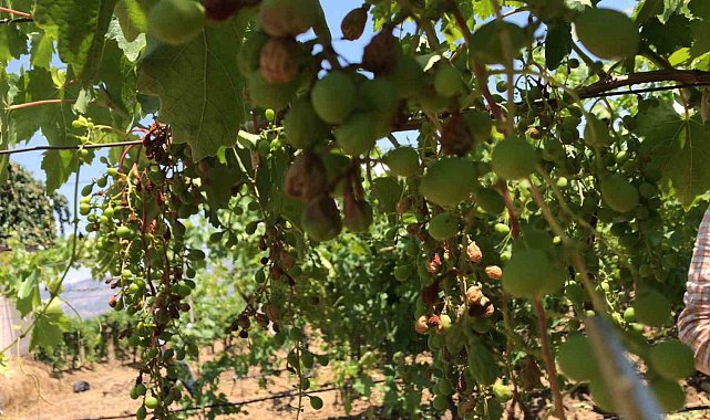 Kavurucu sıcaklar Sultaniye üzümlerini kavurdu