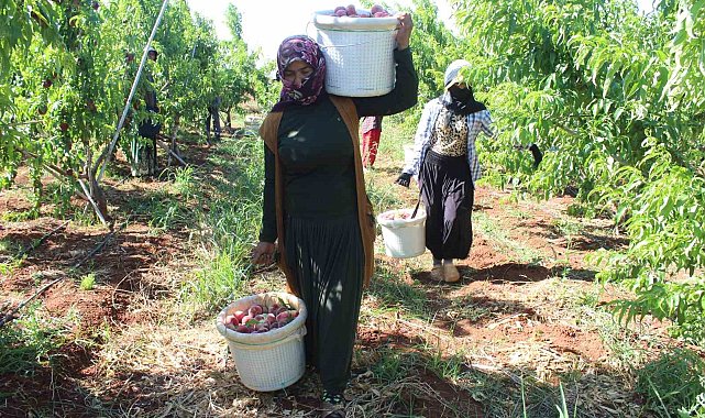 Kavurucu sıcakta zorlu hasat, yassı şeftali tarlada 8 TL'den alıcı buluyor