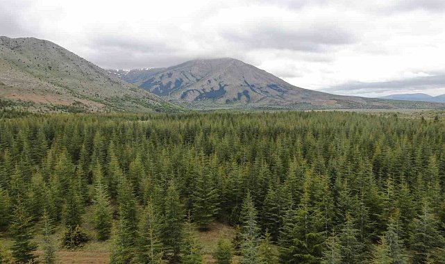 Kayseri'nin Belgrad'ı Berçin Ormanları