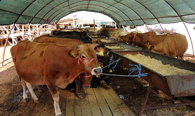 Kepez'de 9 noktada kurban kesimi yapılacak